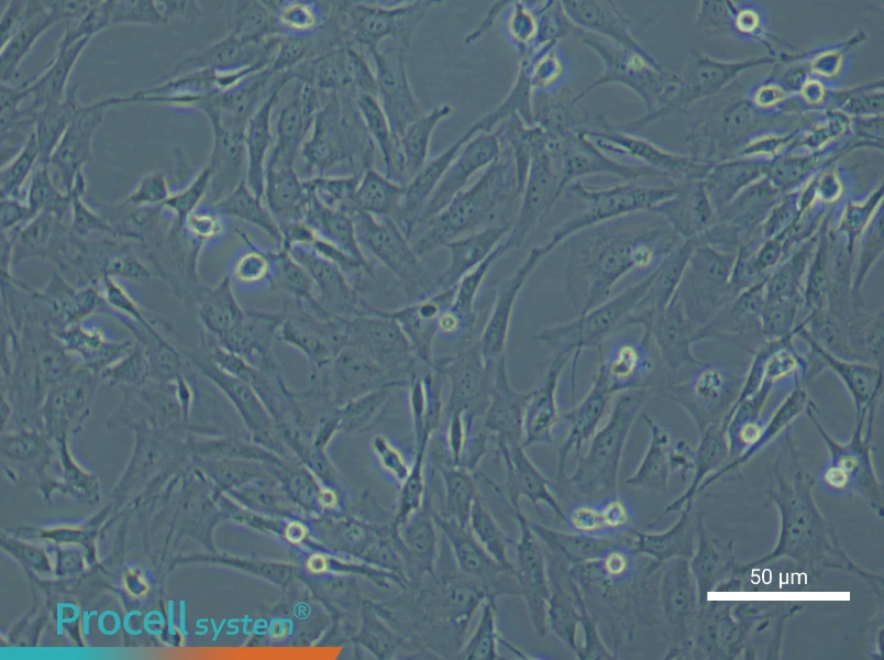 Mouse Gingival Fibroblast Complete Medium - small - 5