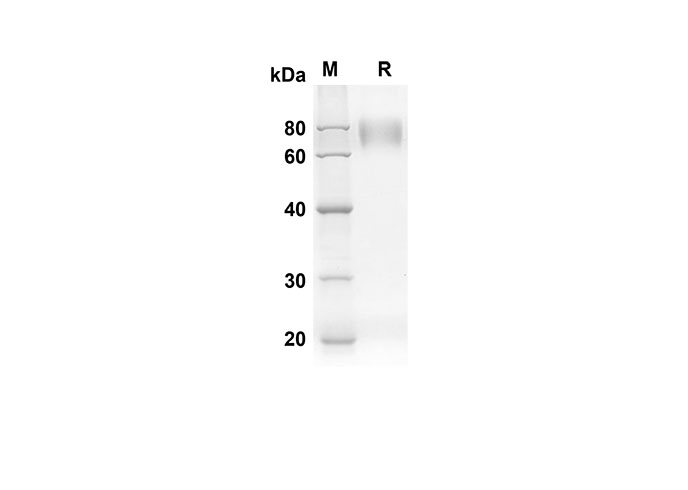 Recombinant Human CD80 Protein(Fc Tag)-1