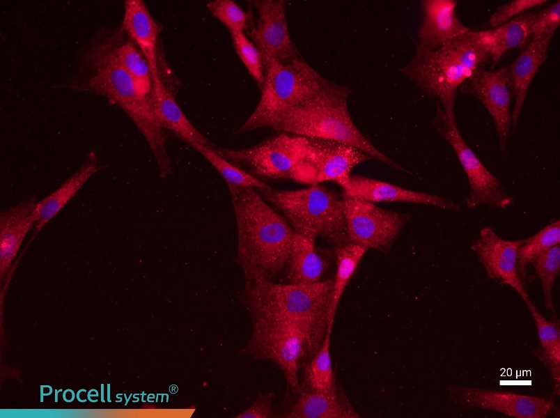 Rat Adipose-Derived Stem CellsRat Adipose-Derived Stem Cells - 2