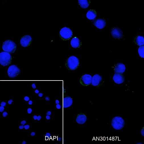 Recombinant CD79b Monoclonal Antibody - small - 5