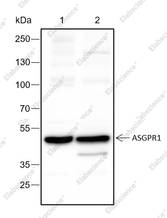 Recombinant ASGR1 Monoclonal Antibody - 3
