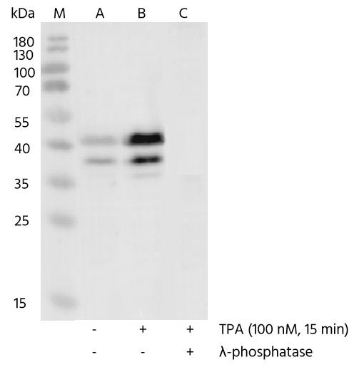 Recombinant Phospho-CREB (Ser133) Monoclonal Antibody - small - 5