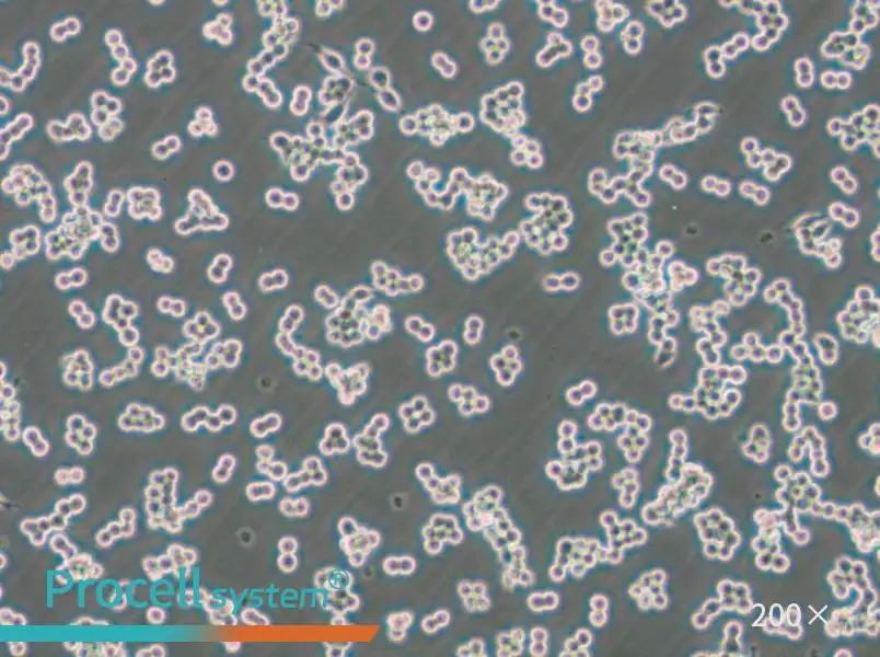 RAW 264.7-EGFP Cell Complete Medium - 5