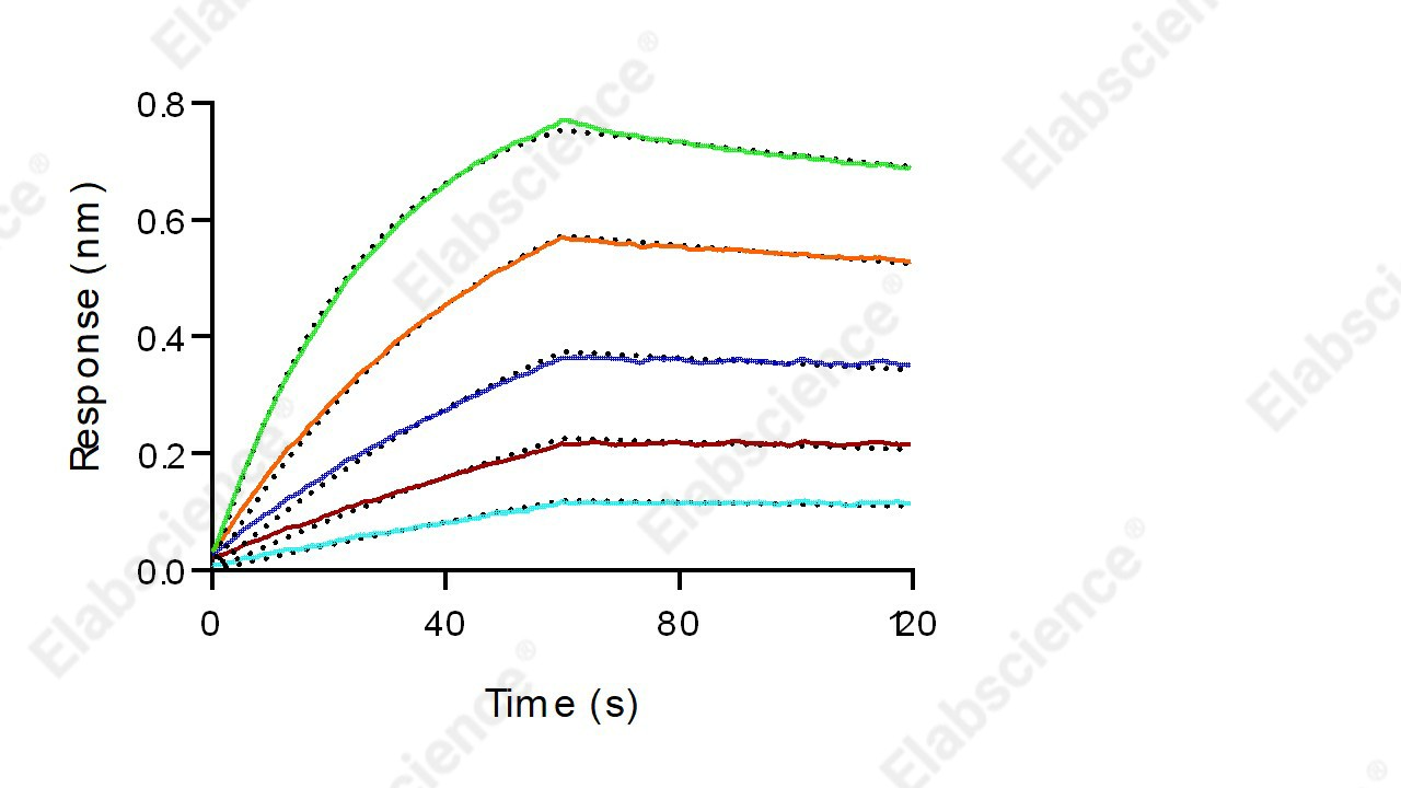 Recombinant Mouse FCGRT & B2M Heterodimer Protein - 3