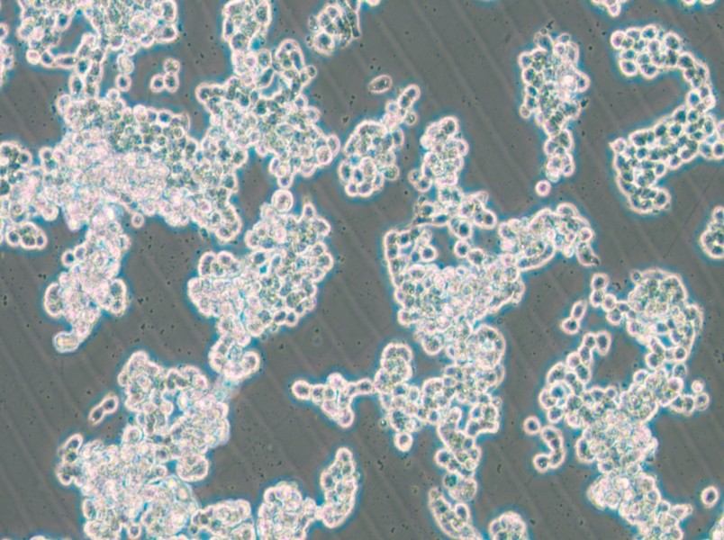 HCC1187 Cell Complete Medium - small - 6