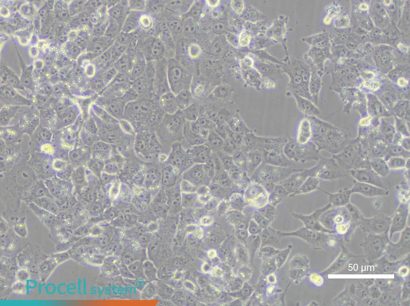 NCI-H1915 - 5