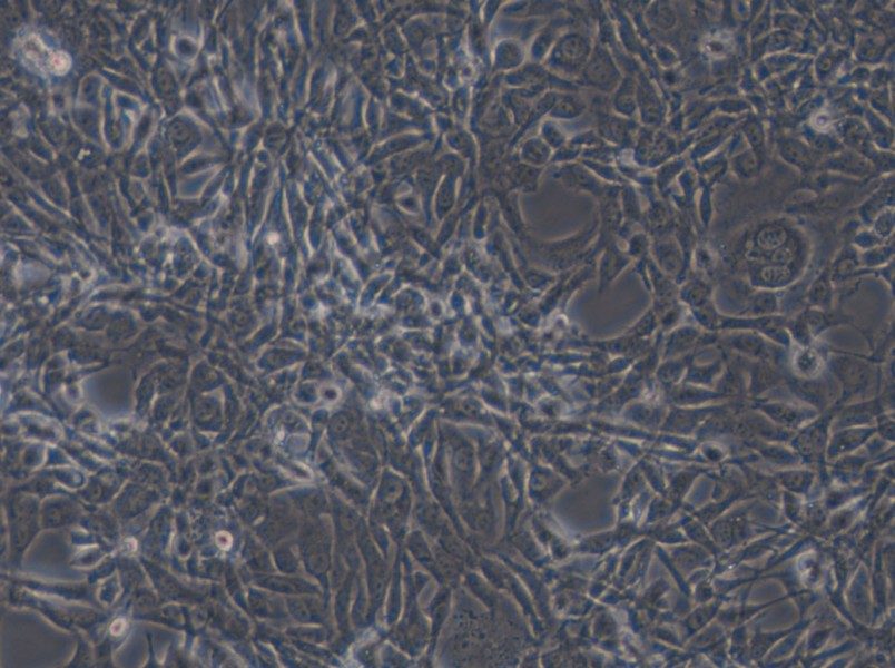 STO Cell Complete Medium - small - 6