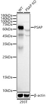 Western blot analysis of extracts from wild type(WT) and PSAP Polyclonal Antibody knockout (KO) 293T cells using PSAP Polyclonal Antibody at 1:1000 dilution.