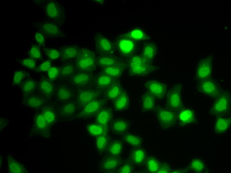 Immunofluorescence analysis of U2OS cells using MAD1/MAD1/MAD1L1 Polyclonal Antibody