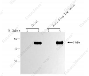 Anti-Flag Nanobody Immunomagnetic Beads - 1