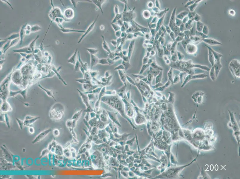 E0771 Cell Complete Medium - 5