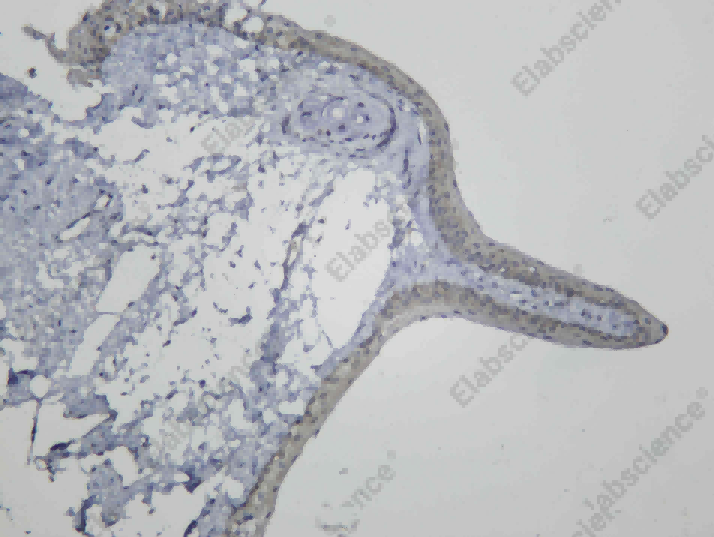 Recombinant RPE65 Monoclonal Antibody - 1