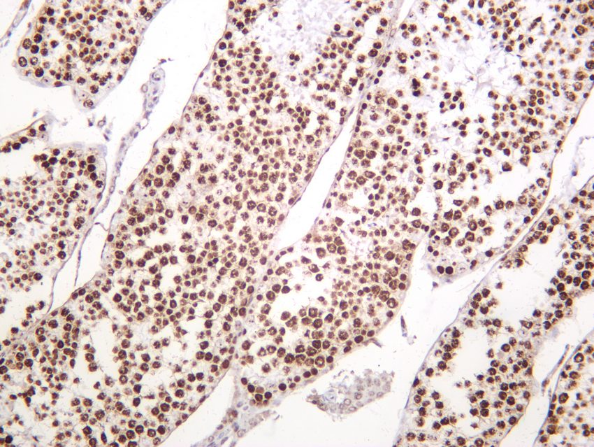 Recombinant Phospho-Histone H2A.X (Ser139) Monoclonal Antibody - small - 5