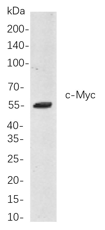 Recombinant c-Myc Monoclonal Antibody-searchlist-1