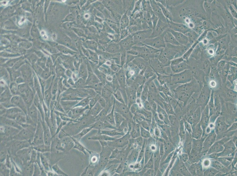 SW1271 Cell Complete Medium - small - 6