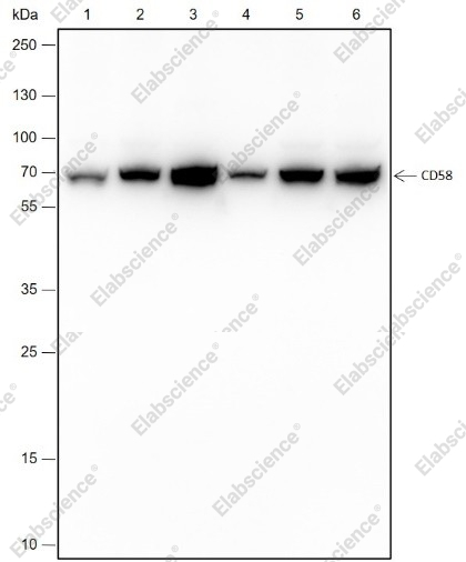 Recombinant CD58 Monoclonal Antibody - 1