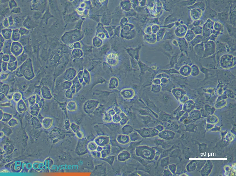 Mouse Endplate Chondrocyte Complete Medium - 4