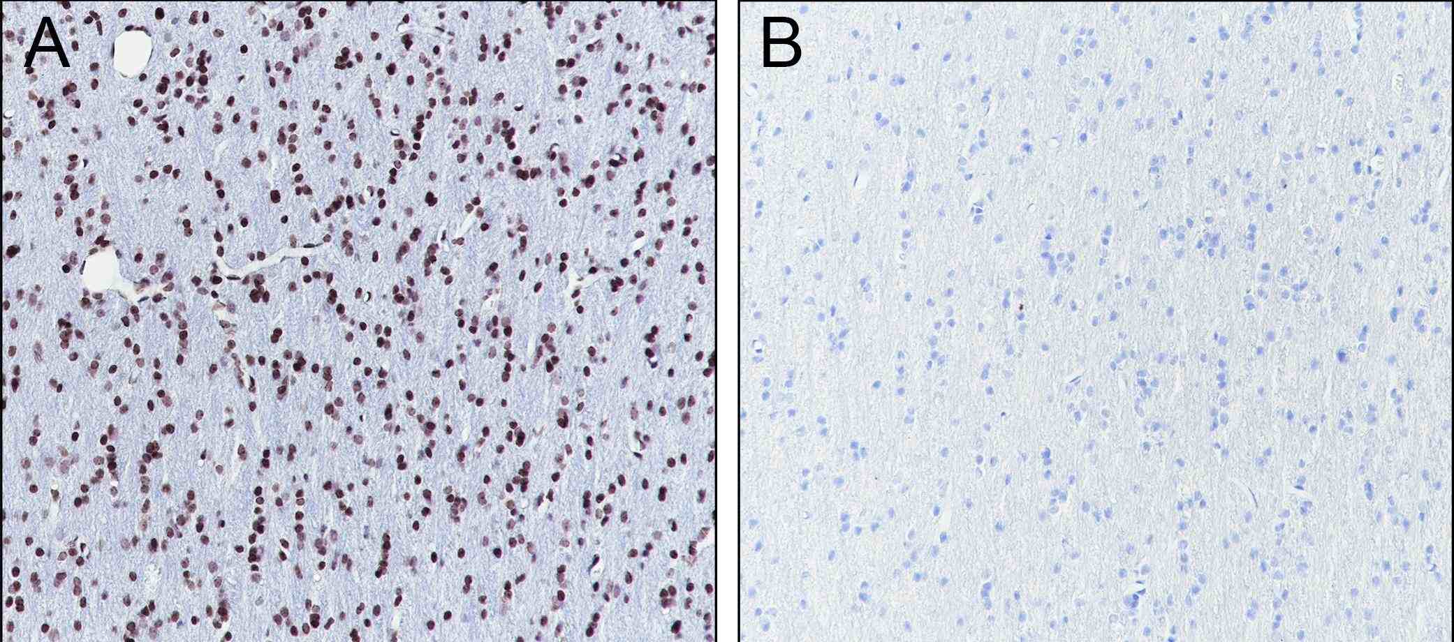 Recombinant Hisotne H3 (Mono Methyl Lys27) Monoclonal Antibody - small - 4