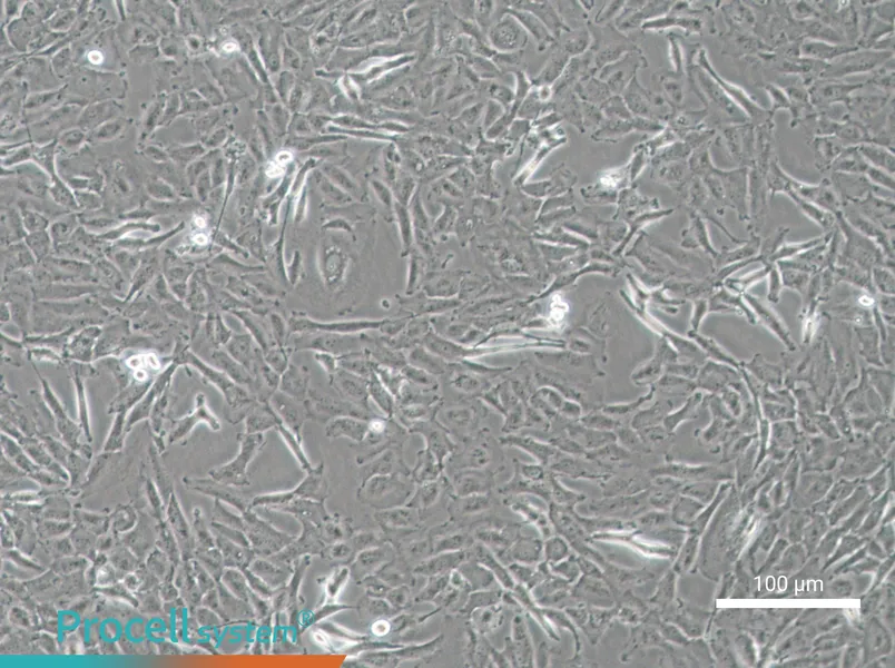 OCUT-2C Cell Complete Medium - 1
