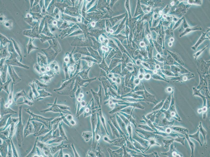 SK-MEL-5 Cell Complete Medium - small - 5
