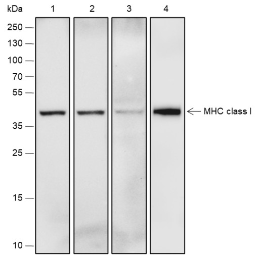 Recombinant MHC Class I Monoclonal Antibody-searchlist-1