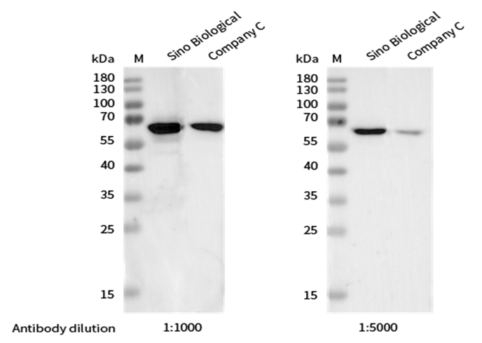 Recombinant Phospho-Chk2 (Thr68) Monoclonal Antibody