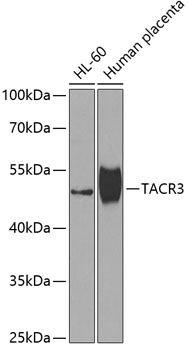 Western blot analysis of extracts of various cell lines using TACR3 Polyclonal Antibody at 1:1000 dilution.