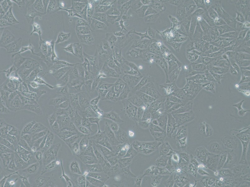 OAW42 Cell Complete MediumOAW42 Cell Complete Medium - 3