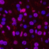 Immunofluorescence analysis of Mouse liver tissue using PGR Monoclonal Antibody at dilution of 1:200.