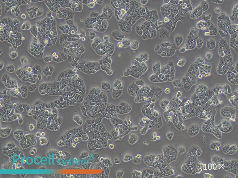 HT-29 Cell Complete Medium - 1