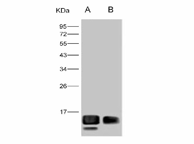 Western Blot analysis of Recombinant WNV (lineage 1, strain NY99) E / Envelope Protein (Domain III, His Tag)(PKSV030260 with 20ng and 5ng) using Anti-West Nile Virus(WNV)(lineage 1, strain NY99) E/Envelope Protein(Domain III) Monoclonal Antibody at dilution of 1:1000.