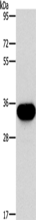 Western Blot analysis of PC3 cell using HOXB13 Polyclonal Antibody at dilution of 1:900