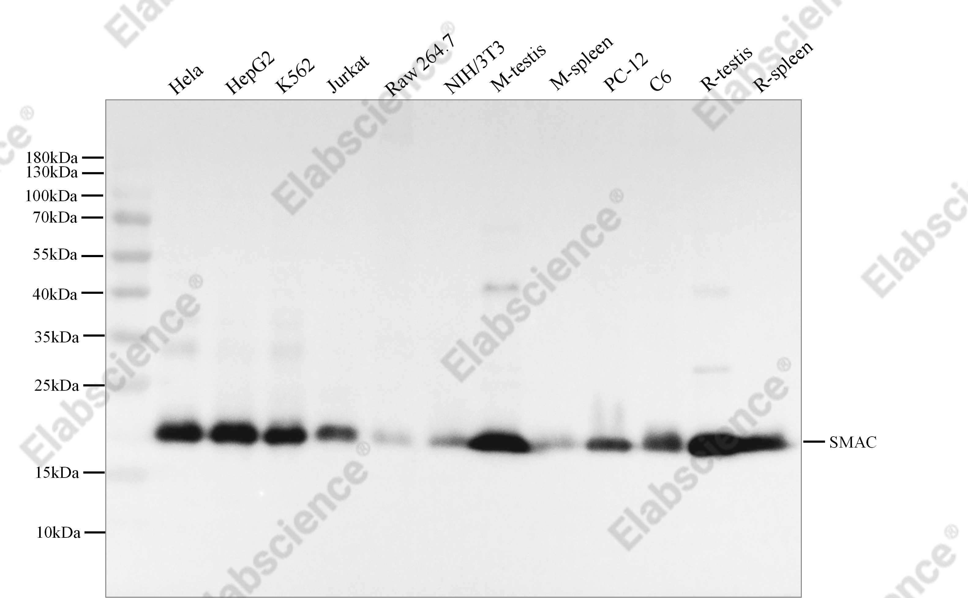 Recombinant SMAC/Diablo Monoclonal Antibody - 1
