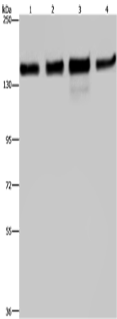 Western Blot analysis of 293T, Hela, A172 and A549 cell using GOLGA2 Polyclonal Antibody at dilution of 1:600