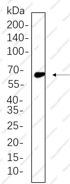 Recombinant TRAF6 Monoclonal Antibody - 1
