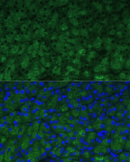 Immunofluorescence analysis of Mouse pancreas using CTRB1 Polyclonal Antibody at dilution of 1:100 (40x lens). Blue: DAPI for nuclear staining.