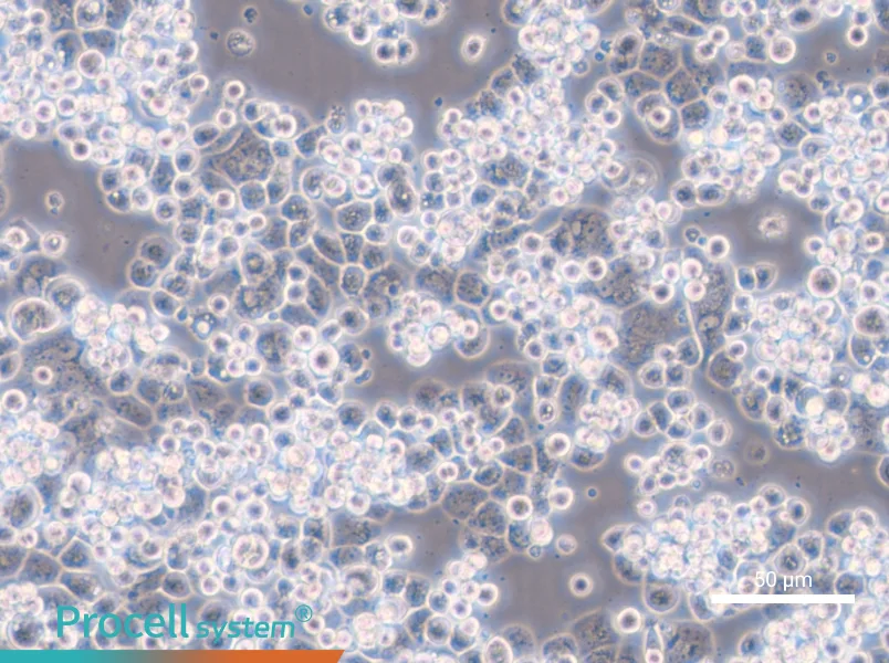 MDA-kb2 - 5