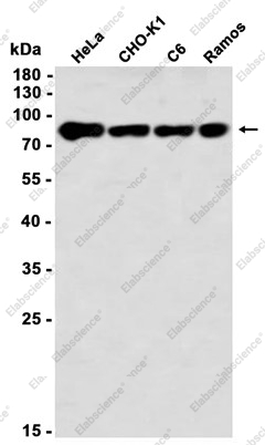 Recombinant HIF1 beta Monoclonal Antibody - 1