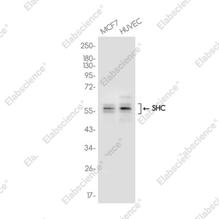 Recombinant SHC Monoclonal Antibody - 1