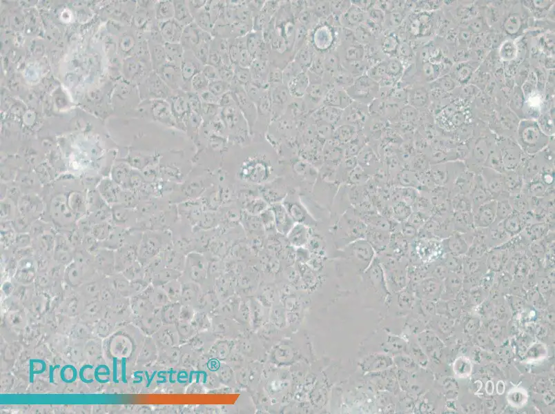 TE-12 Cell Complete Medium - 5