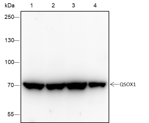 Recombinant QSOX1 Monoclonal Antibody-searchlist-1
