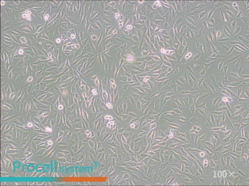 LN229 [LN-229; LNT-229] Cell Complete Medium - 3