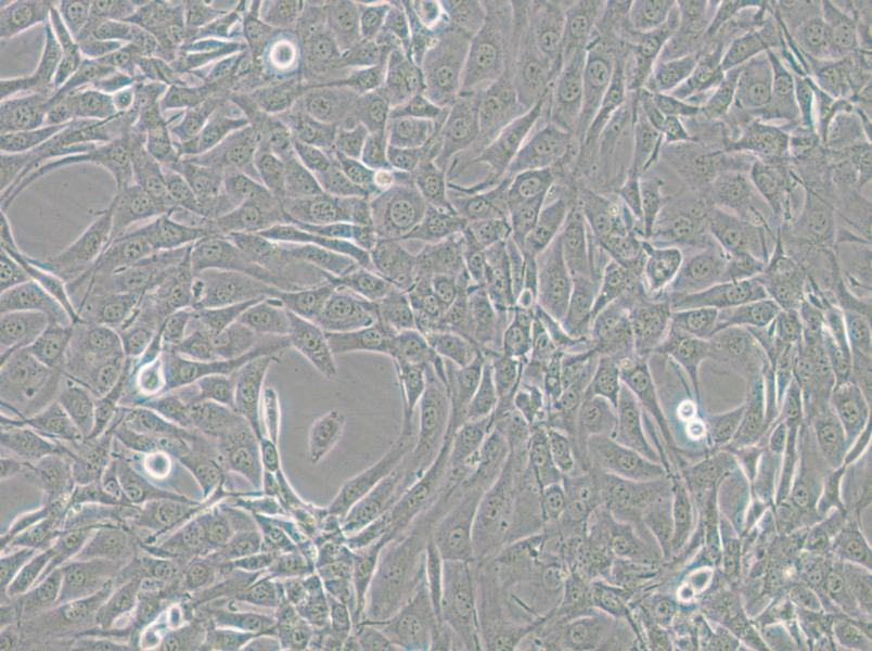 NIH/3T3-GFP Cell Complete Medium - 6