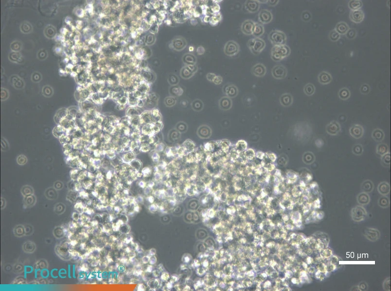 OCI-Ly3 Cell Complete Medium - small - 6