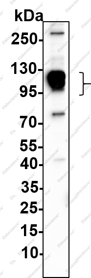 Recombinant Blimp-1 Monoclonal Antibody - 2