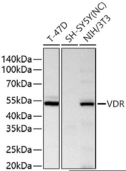 VDR Polyclonal Antibody - small - 6