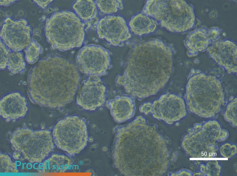 Mouse Enteric Neural Crest-Derived Stem Cell Complete Medium - 4