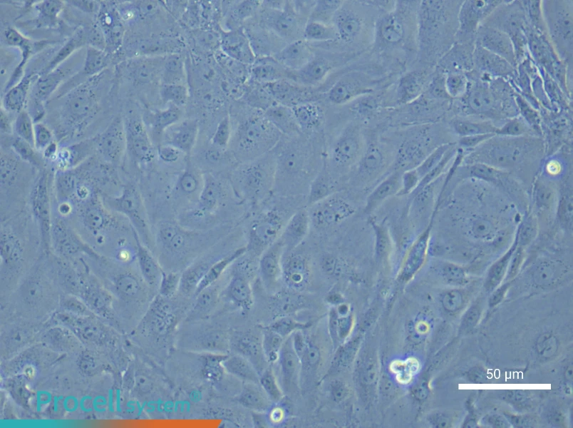 Mouse Colonic Mucosal Epithelial Cell Complete Medium - small - 6