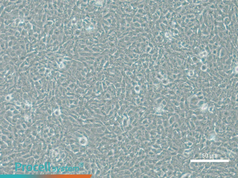 V79 Cell Complete Medium - small - 4