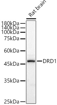 Western blot analysis of extracts of Rat brain using DRD1 Polyclonal Antibody at 1:500 dilution.